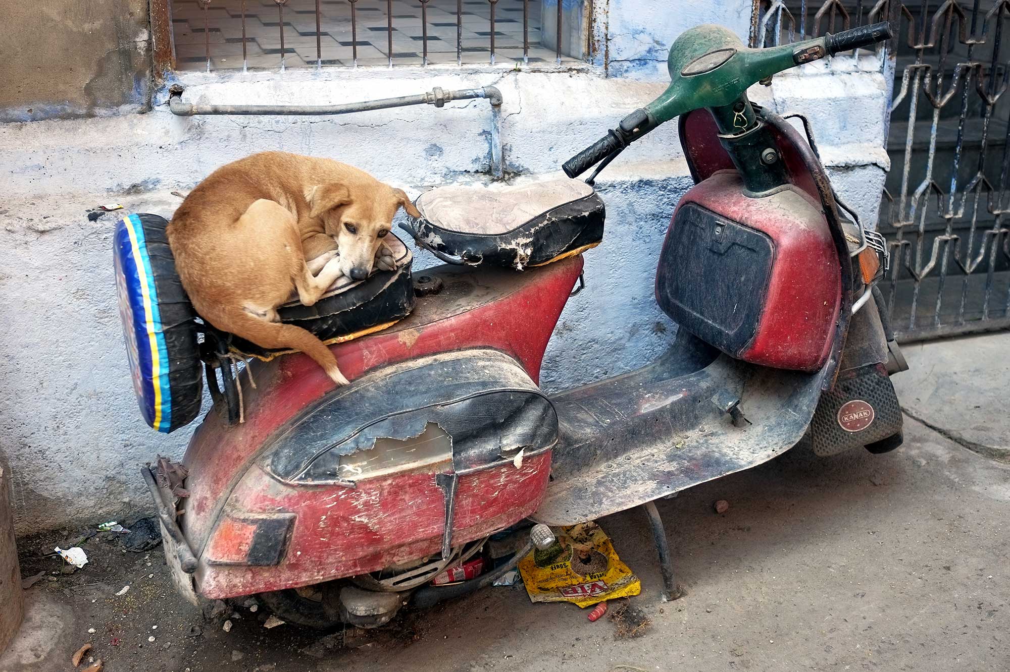 India-10 by PETER NETLEY PHOTOGRAPHY